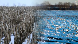 Siarczyste mrozy wpłyną na uprawy? Dojdzie jeszcze inny czynnik