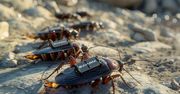 Wojna biorobotów. Komary zamiast dronów, karaluchy zamiast min