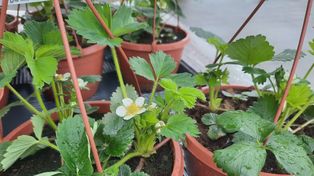 Truskawki na balkonie to nic trudnego. Smak lata na wyciągnięcie ręki