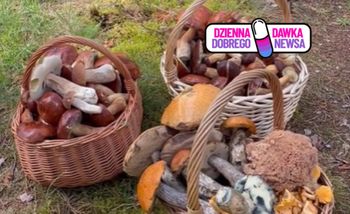 Zaczęło się. Już wynoszą z lasów pełne kosze