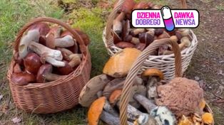 Zaczęło się. Już wynoszą z lasów pełne kosze