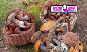 Zaczęło się. Już wynoszą z lasów pełne kosze