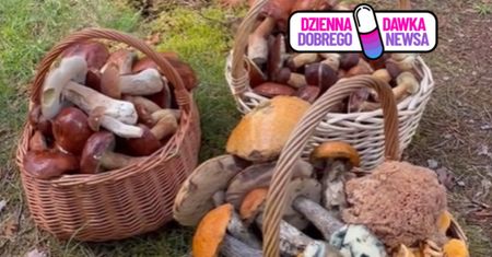 Zaczęło się. Już wynoszą z lasów pełne kosze