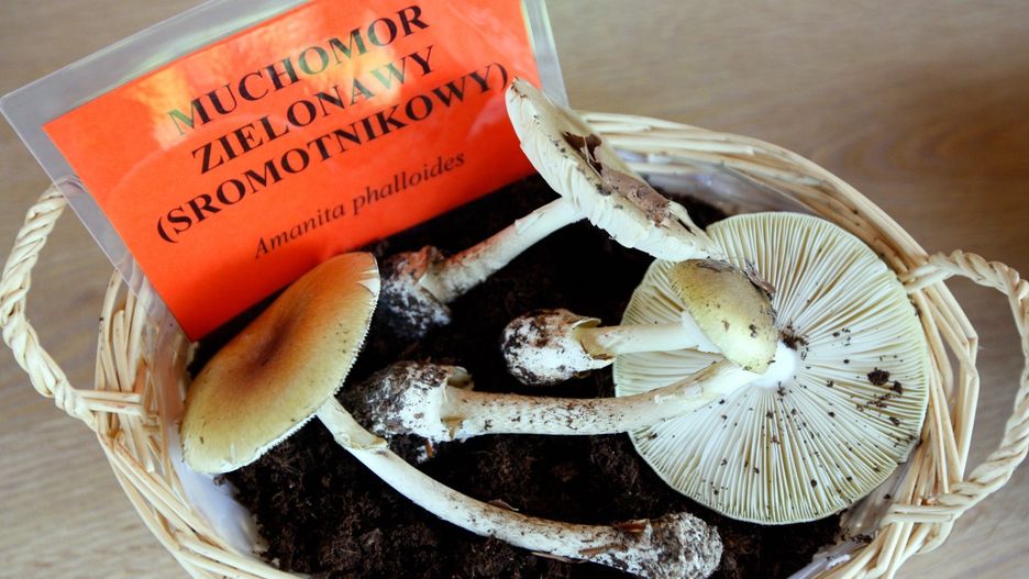 Muchomora sromotnikowego najłatwiej pomylić z czubajką kanią. Tak było w przypadku osoby, która trafiła do szpitala w Poznaniu.
