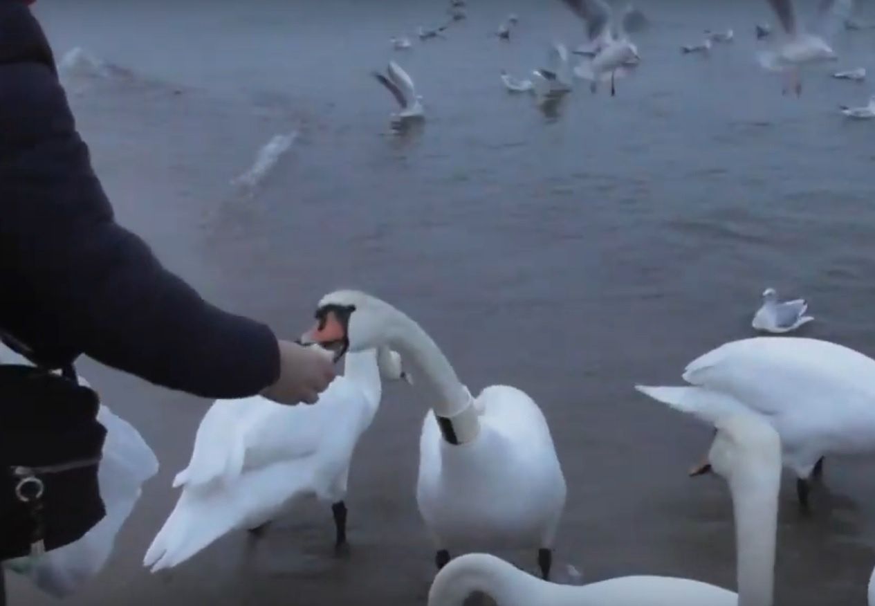 Sopot. Przez niewiedzę łabędzie chorują, a nawet umierają