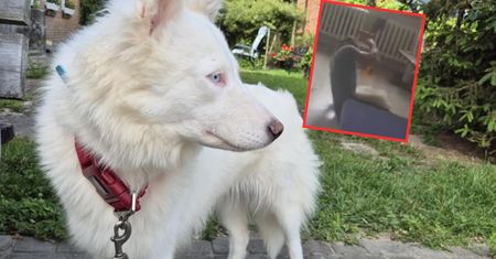 Szokujące nagranie z Pietrzykowa. Dogoterapeuta bił psa. Tak się tłumaczy