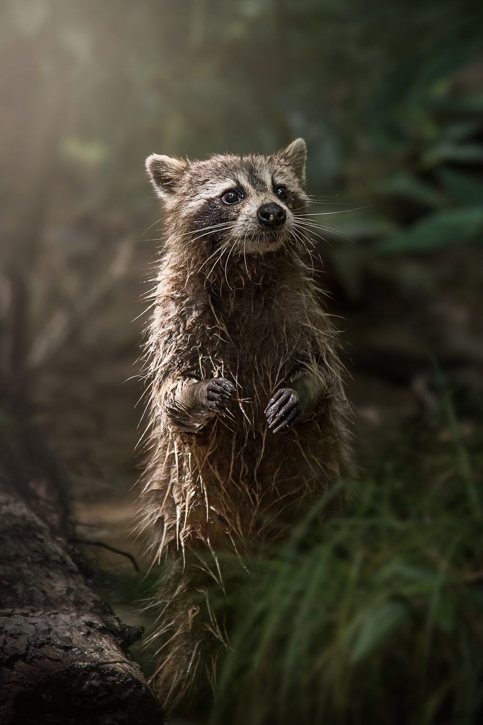 Arek Rataj wśród finalistów konkursu Smithsonian Photo Contest 2016 2