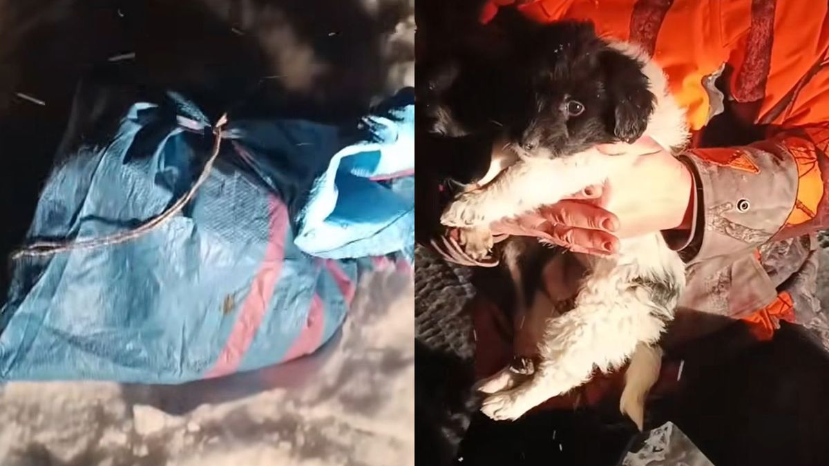 Nagranie z drogi między Zubrzycą i Sidziną. Porzucono szczeniaki