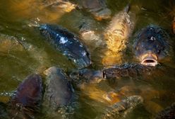 Carrefour żegna się z żywym karpiem. Ale dopiero za rok