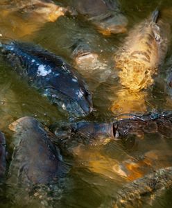 Carrefour żegna się z żywym karpiem. Ale dopiero za rok