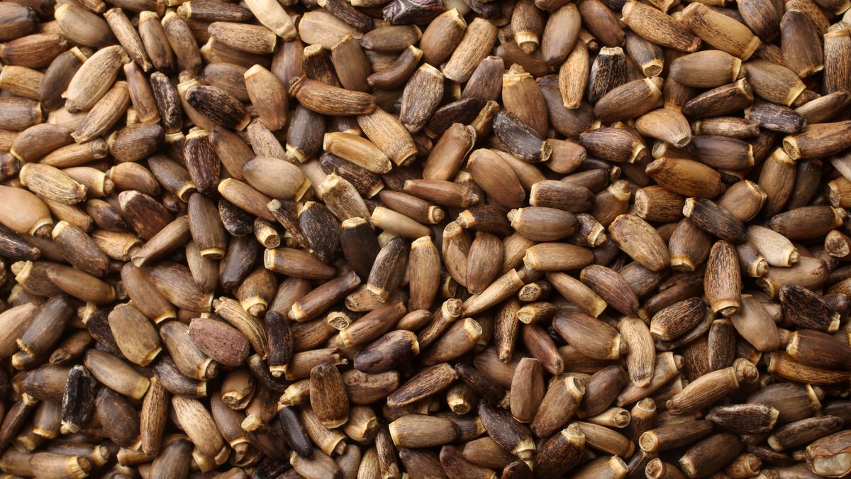 Dlaczego warto włączyć ostropest do diety?