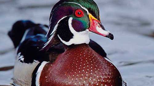 Warszawa. Kaczka karolinka została znaleziona martwa na terenie Ogrodu Zoologicznego. Ekspertyza wykazała, że ptak był zakażony wirusem ptasiej grypy