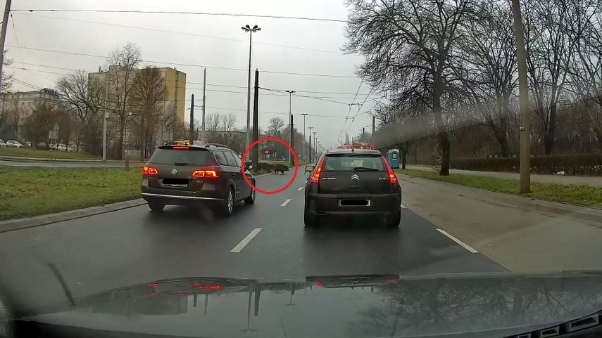 Dziki przechodzące przez ul. Mełgiewską