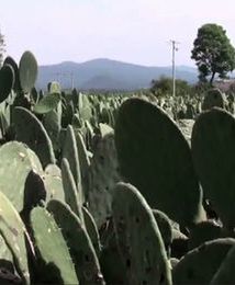 Elektrownia zasilana kaktusami. Pierwsza taka na świecie