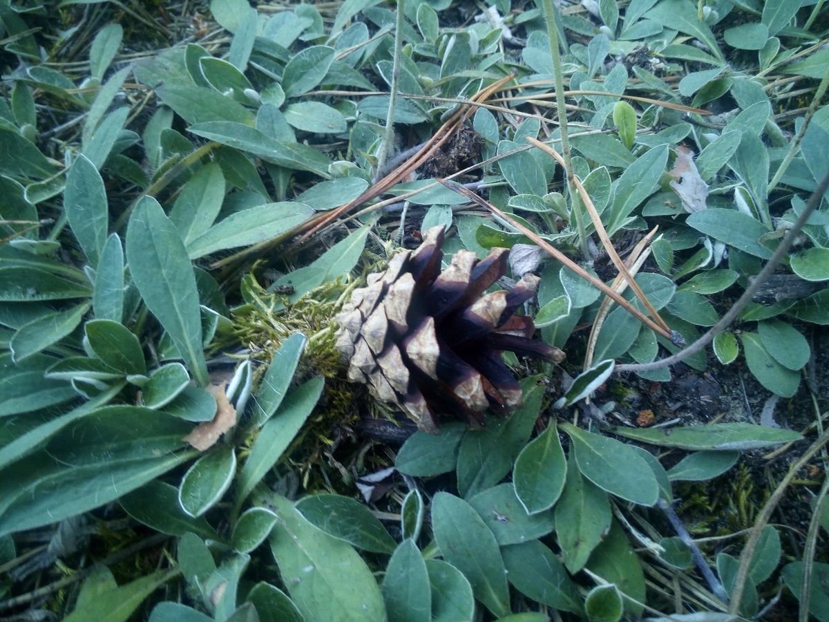 Archos 50 Saphir – test wytrzymałego kompana wakacyjnych wyjazdów 17