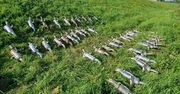 Kolejne 83 zarzuty. dla złodziei katalizatorów. Straty przekraczają 2 miliony złotych.