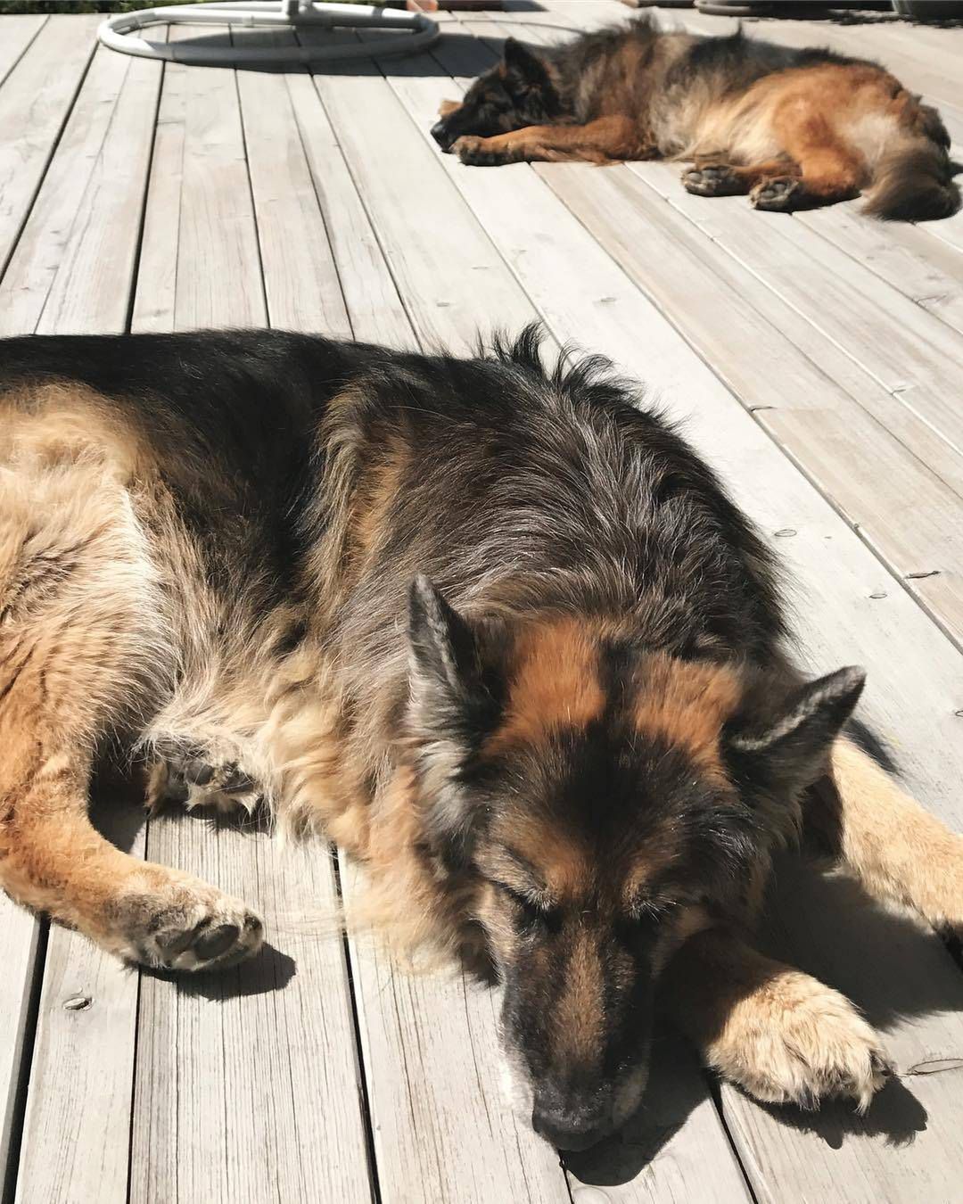 Pies Oli Kwaśniewskiej Falunia nie żyje