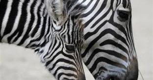 Pasiasty maluch w niemieckim ZOO