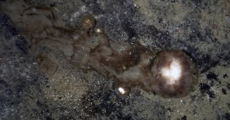 Dziwne ślady na dnie oceanu. Przełomowe odkrycie naukowców z Niemiec