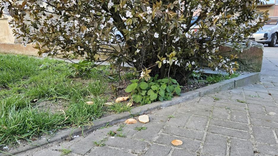 Szczury biegają po podwórku.