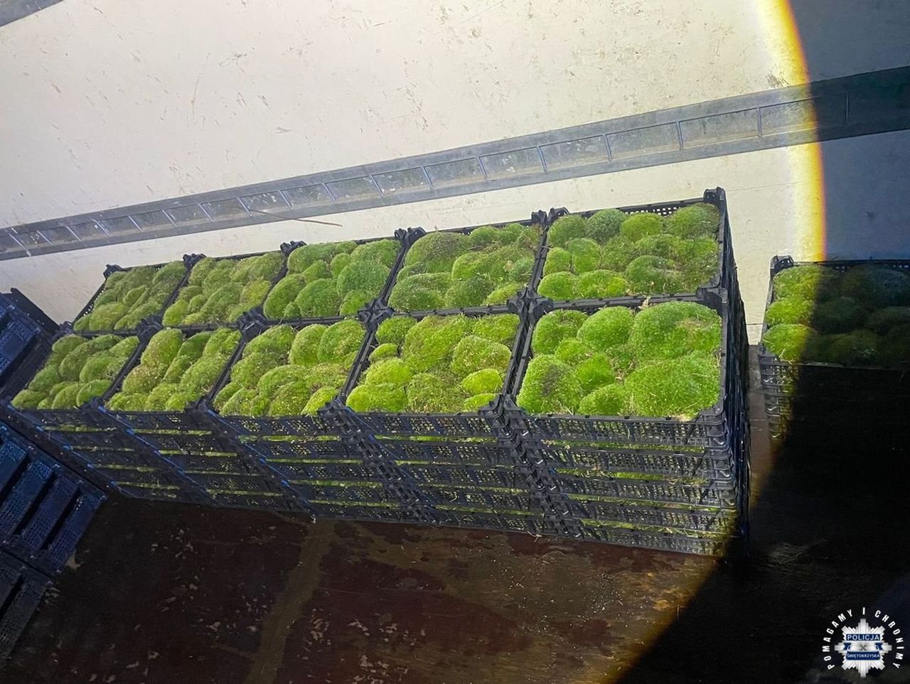 Stąporków: Mężczyzna kradł mech z lasu. Policjanci zatrzymali go, gdy jechał załadowanym dostawczakiem