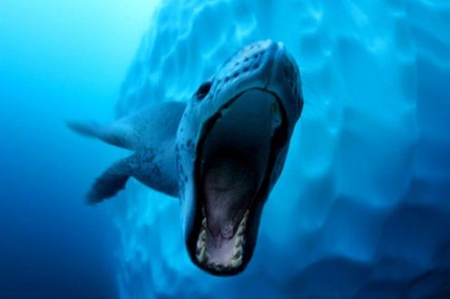 Wielki Konkurs Fotograficzny National Geographic zakończony - zobacz zdjęcia 5