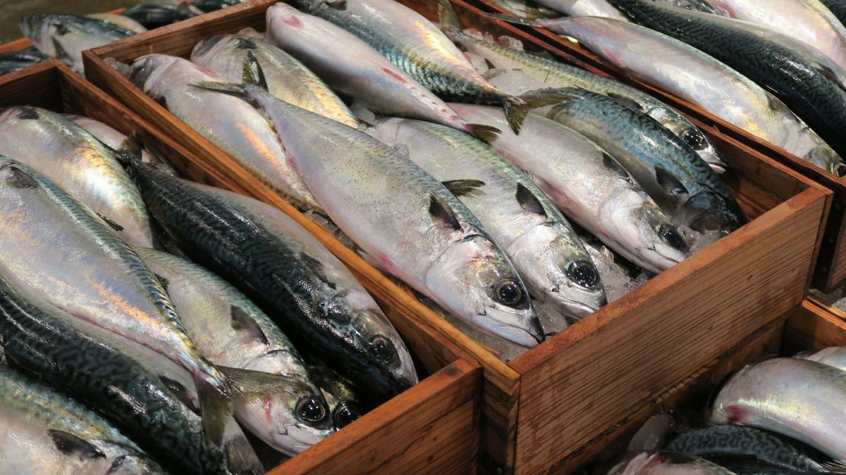 Naukowcy martwią się o przyszłość makreli