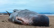Czarna seria na plażach. Biolodzy zaniepokojeni widokiem