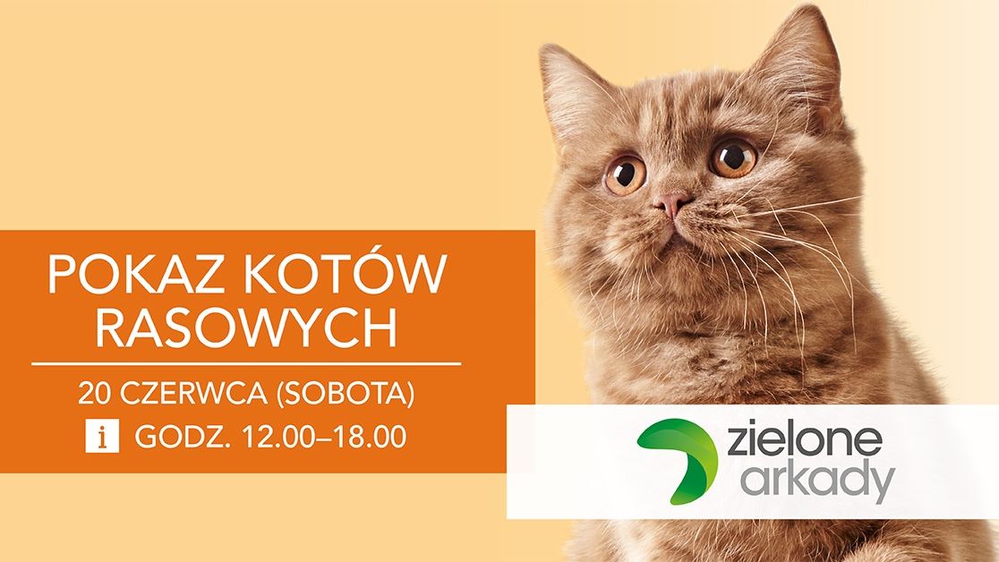 Pokaz kotów rasowych w Bydgoszczy. 
