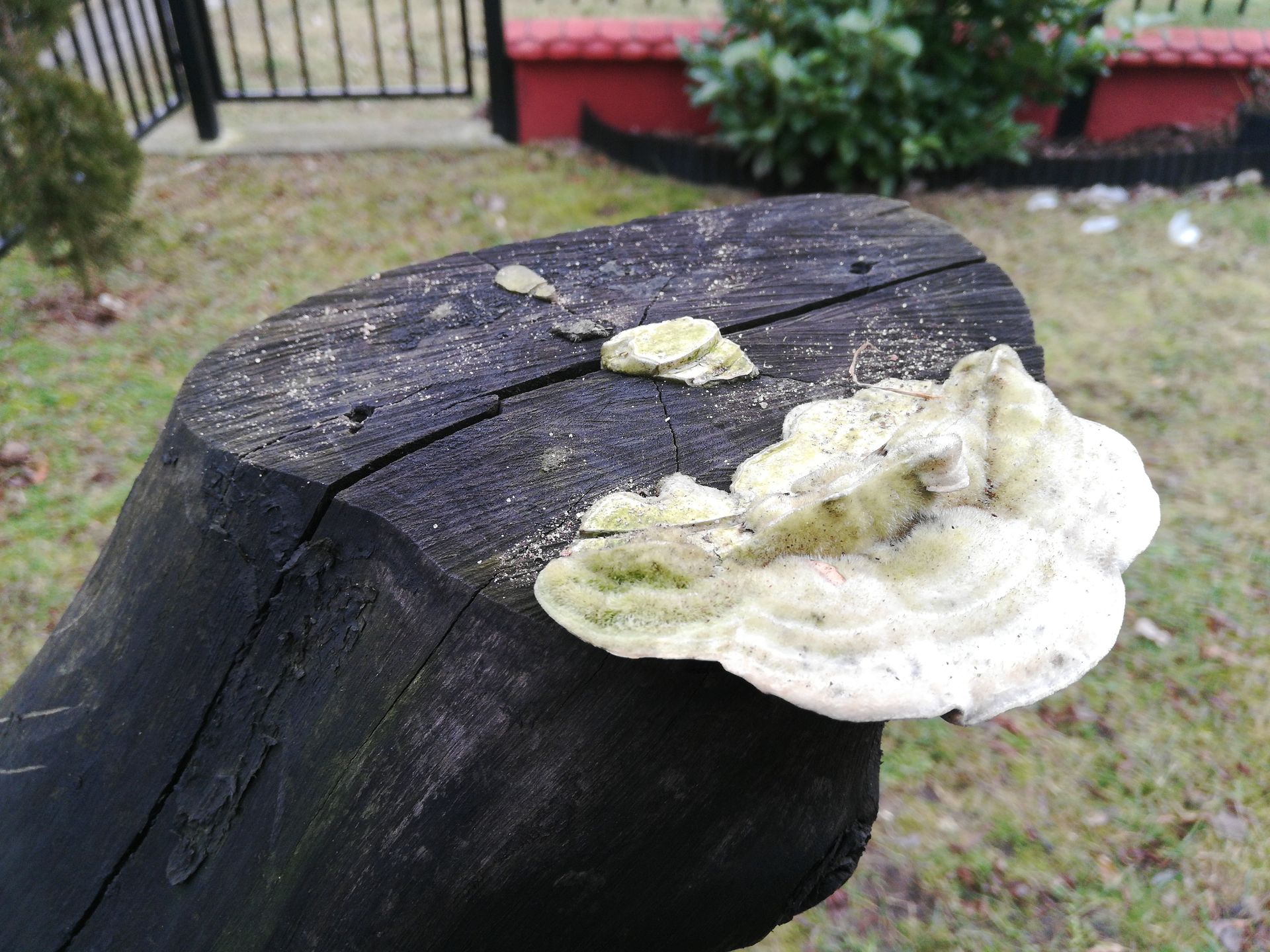 Test smartfonu Honor 7x z ogromnym ekranem za nieduże pieniądze 13