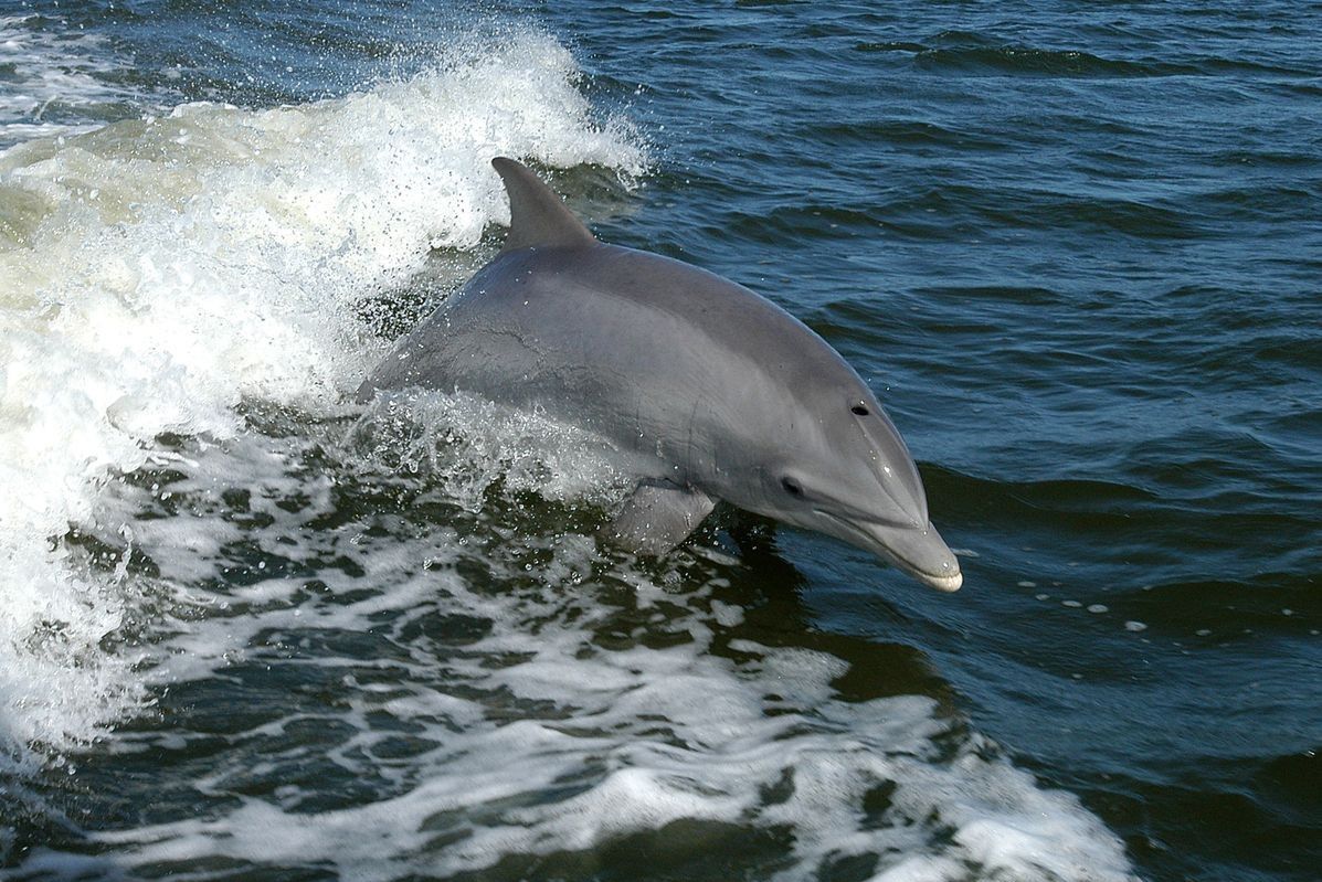 W Mszczonowie ma powstać delfinarium. Ekolodzy: "Delfiny nie powinny żyć na lądzie!"