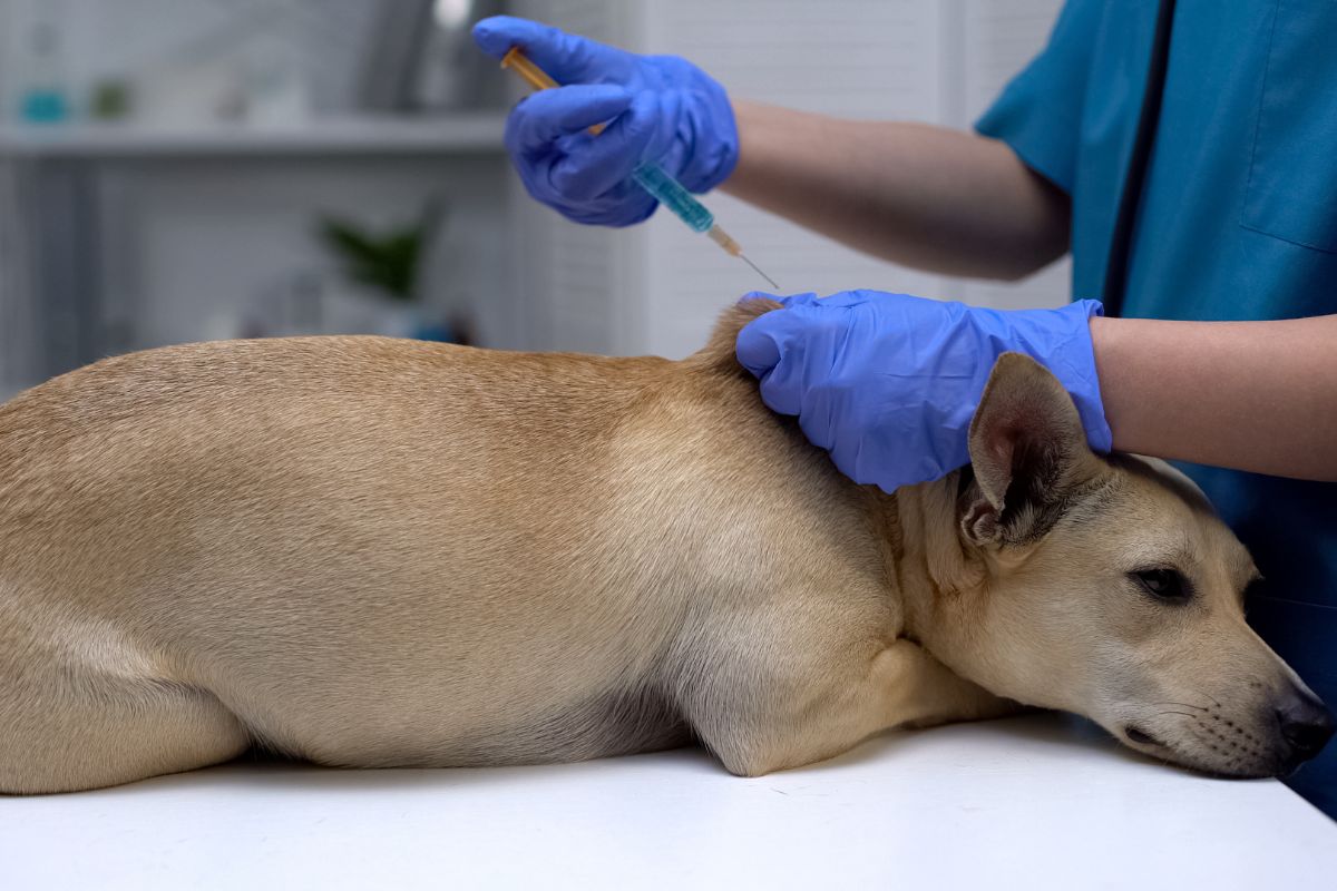 W województwie lubelskim potwierdzono 21. ognisko wścieklizny