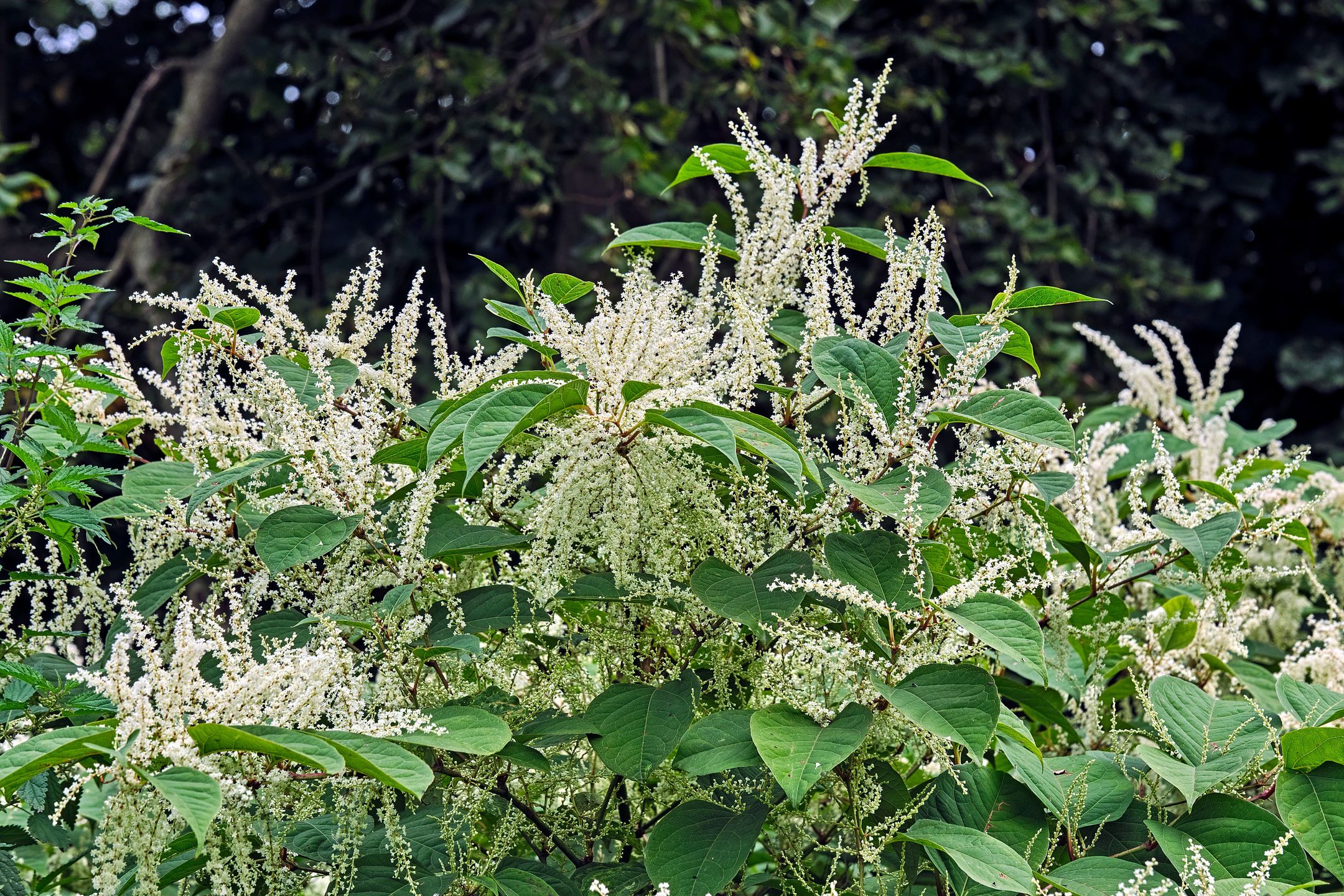 Pflanzen.
Japanischer Staudenknöterich ( Fallopia japonica ). *** Local Caption *** [Foto © STAR-MEDIA / Michael Schöne I Foto ist honorarpflichtig! zzgl. gesetzl. MwSt. (7%) I Auf Anfrage in höherer Qualität/Auflösung I Belegexemplar erbeten. I Adresse: STAR-MEDIA Bild- und Presseagentur, Michael Schöne, Wolfgang-Heinze-Strasse 4, 04416 Markkleeberg, Deutschland I TEL.: +49 341 3587618, FAX: +49 341 3587617 I MOBIL: +49 172 3709001 I ONLINE: www.star-media.de I BANK: Commerzbank AG Leipzig; KTO-NR.: 0170843000 ; BLZ 86080000; SWIFT-BIC DRES DE FF; IBAN DE07860800000170843000 I USt-ID: DE199539977 l FA Grimma, ST-NR.: 238/271/10744 I Es gelten unsere AGB s siehe: www.star-media.de]
STAR-MEDIA / Michael Schöne
draussen, Lichtenau, Natur, Sachsen, Sächsisches Granulitgebirge, Zschopautal, FUJI, MIC, Pflanze, Pflanzen, Flora, 2020, Knöterich, Knöteriche, Japanischer Staudenknöterich, Fallopia japonica, Kamtschatka-Knöterich, Japanknöterich, Neophyt, Neophyten, Neobiota, Plagepflanzen, Plagepflanze, invasive Pflanzen, invasive Pflanze, Eudikotyledonen, Kerneudikotyledonen, Nelkenartige, Caryophyllales, Knöterichgewächse, Polygonaceae, Flügelknöteriche, Fallopia, quer, Querformat, draussen, lichtenau, natur, sachsen, sächsisches granulitgebirge, zschopautal, fuji, mic, pflanze, pflanzen, flora, 2020, knöterich, knöteriche, japanischer staudenknöterich, fallopia japonica, kamtschatka-knöterich, japanknöterich, neophyt, neophyten, neobiota, plagepflanzen, plagepflanze, invasive pflanzen, invasive pflanze, eudikotyledonen, kerneudikotyledonen, nelkenartige, caryophyllales, knöterichgewächse, polygonaceae, flügelknöteriche, fallopia, quer, querformat