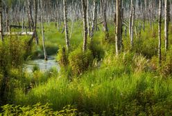 Warszawa. Wolscy radni mówią „nie” wycince drzew