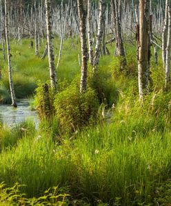 Warszawa. Wolscy radni mówią „nie” wycince drzew