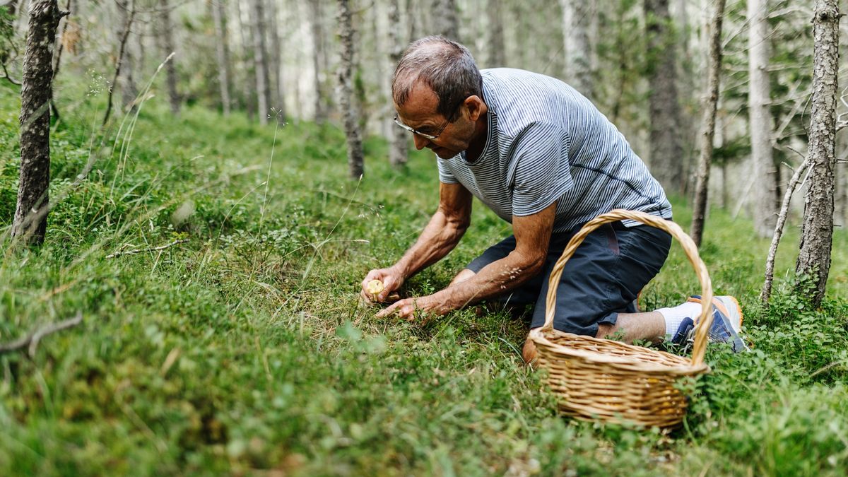 Mykolog ostrzega przed częstym błędem podczas grzybobrania