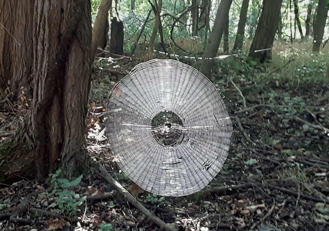 Gigantyczna pajęcza sieć sfotografowana w Missouri w USA