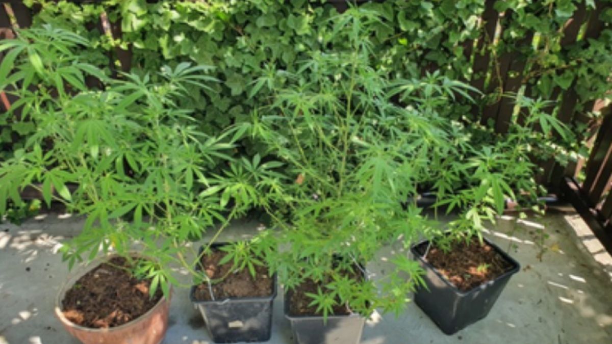 33-latek hodował konopie indyjskie na własnym balkonie