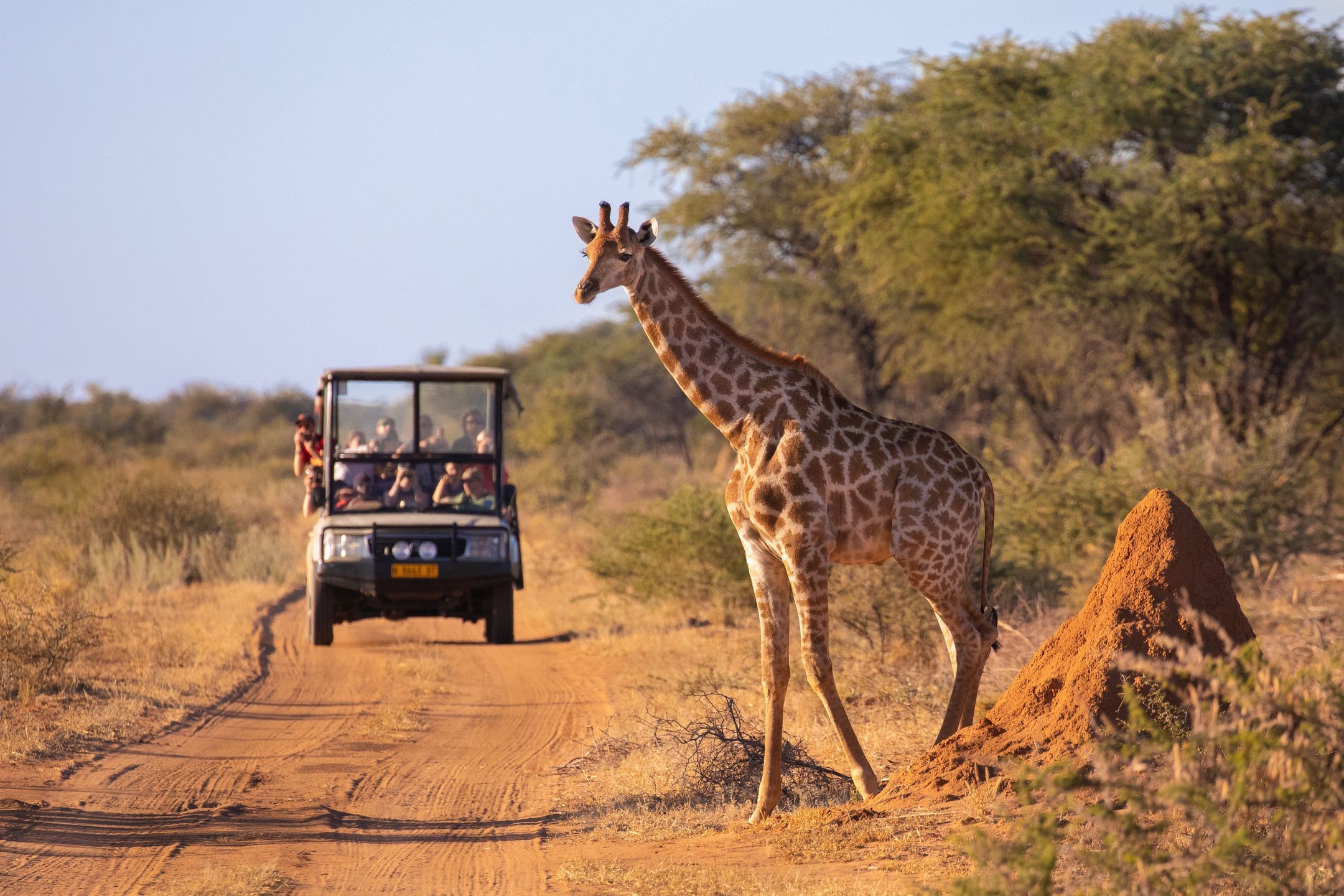 Safari to jedna z atrakcji Tanzanii