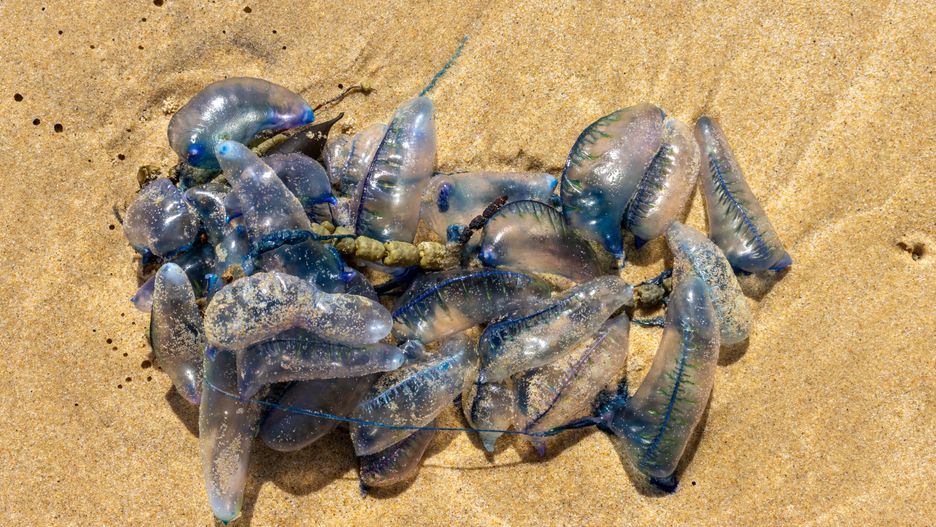 To gatunek żyjący w koloniach