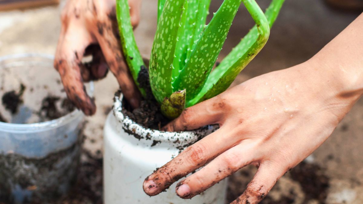 Kobieta przesadza aloes