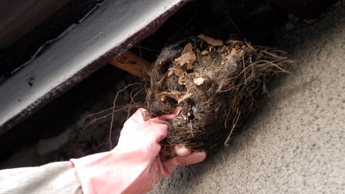 Gniazdo os. Zdjęcie poglądowe 