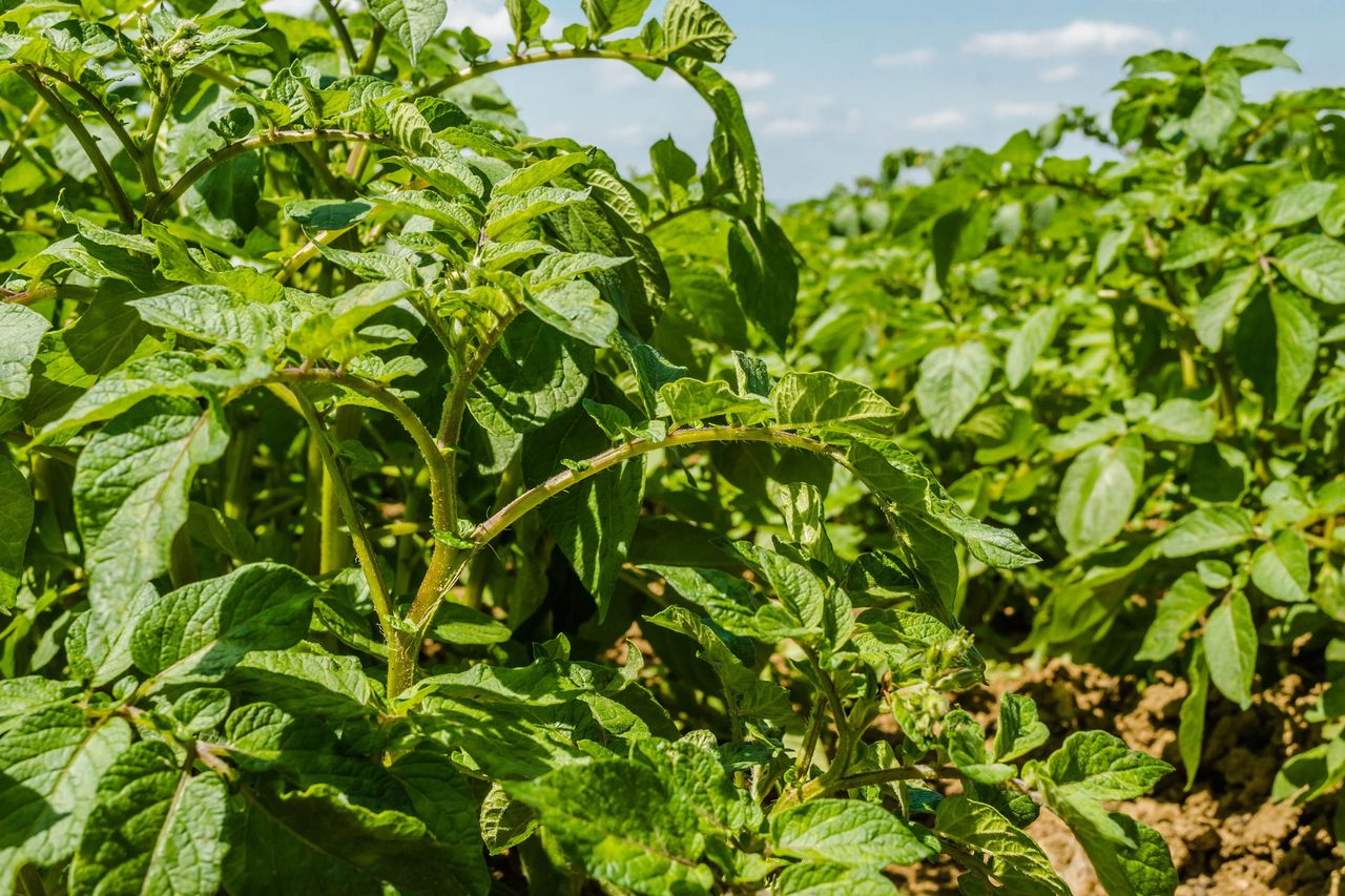 Potato plantation