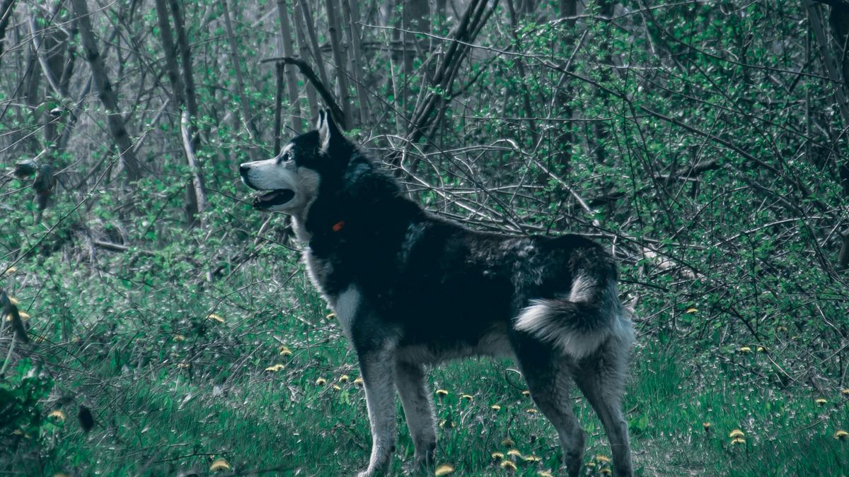 Nie spuszczajcie psów ze smyczy w lesie. Ważny apel leśników