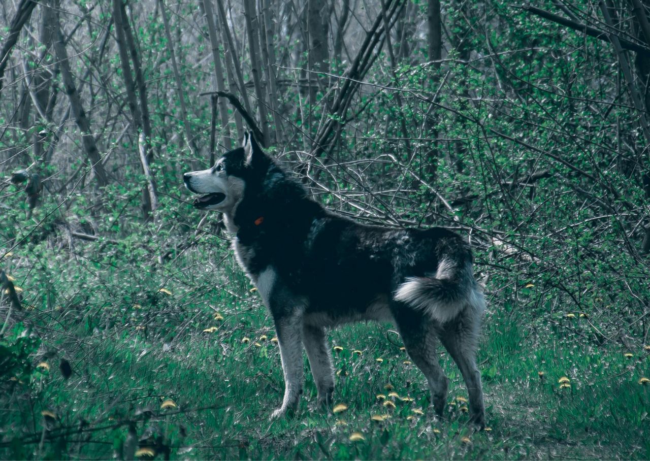 Springtime reminder: Keep dogs on a leash in forests to protect young wildlife