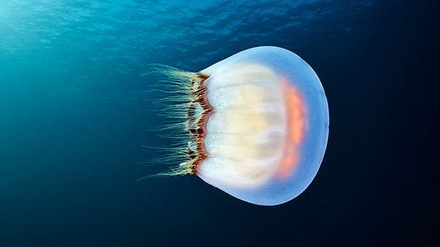 Magiczne meduzy z lodowatego Morza Białego 1