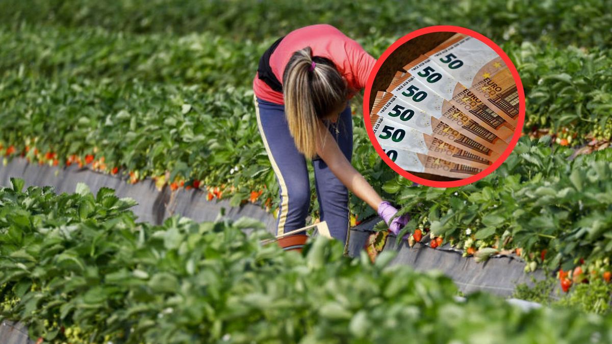 Niemcy i Duńczycy chcą zatrudnić Polaków. Oto zarobki