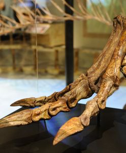 Polscy naukowcy dokonali niecodziennego odkrycia. Ujawnili nowy gatunek dinozaura