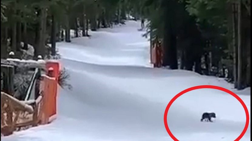 Znane są losy małego niedźwiadka z Tatr 