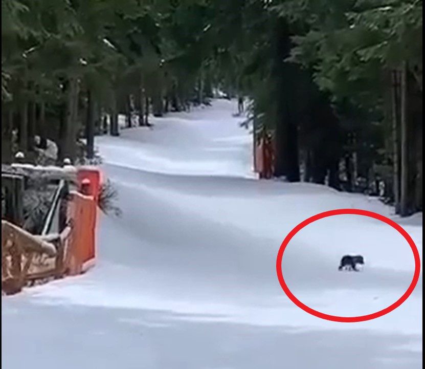 Znane są losy małego niedźwiadka z Tatr 
